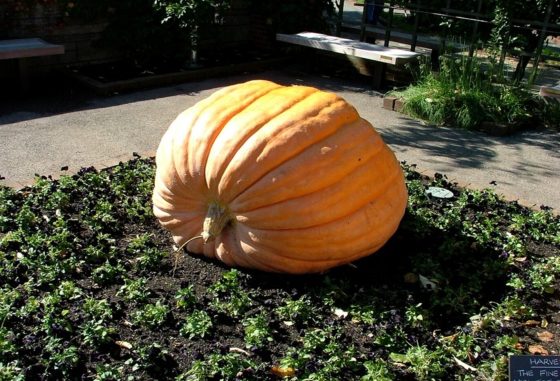 It’s a Great Pumpkin Contest, Greenfield!