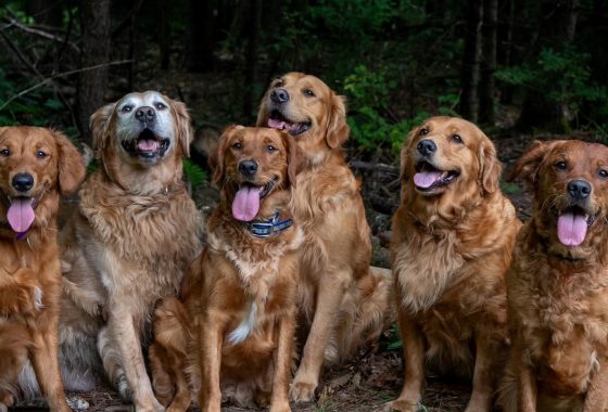 Moose Goldens Specializes in Puppies of Pedigree & Giving Owners a Dog Family for Life